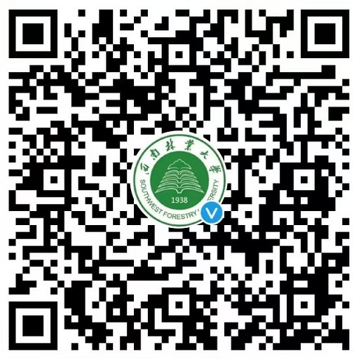 历经森林系